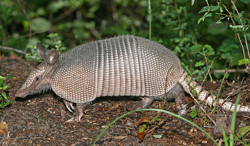 800px-Nine-banded_Armadillo