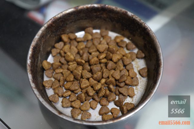 Solidgold速利高　超級犬糧4LB-餵食情況