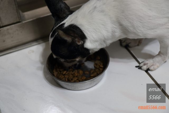 Solidgold速利高　超級犬糧4LB-餵食情況